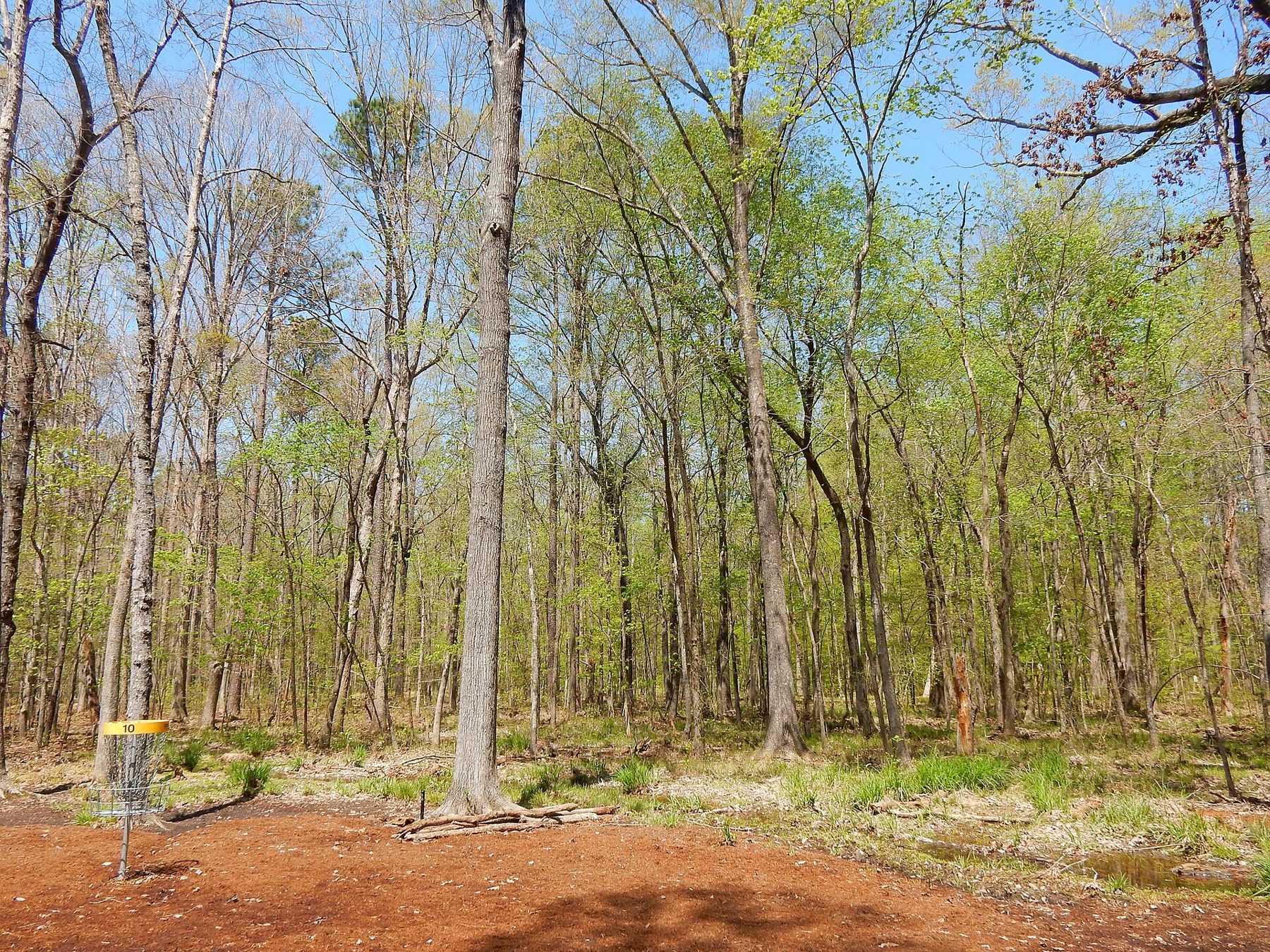 Hardwood trees along a path at Apex Nature Park